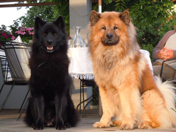 Balto und Gina