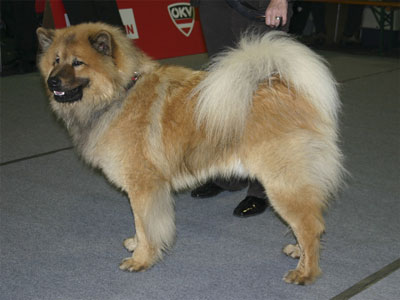 Balto Ankörung