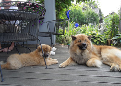 Balto und Condor