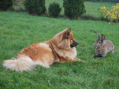 Beauty mit Kaninchen