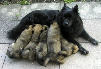 6 Wochen