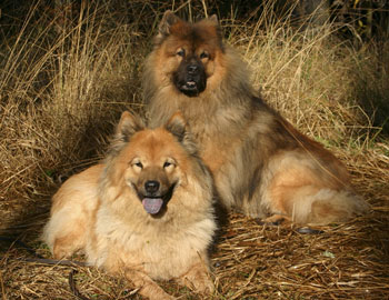 Daikiri und Felix im Herbst