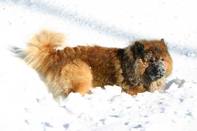 Felix im Schnee