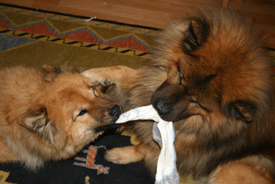 Daikiri und Felix
